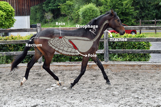 Pourquoi administrer un drainant a son cheval au changement de saison