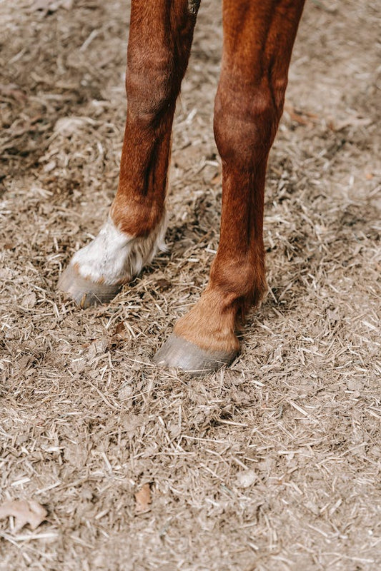 Photo des membres d'un cheval