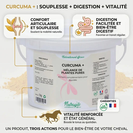 Infographie bénéfices curcuma cheval : articulations et digestion.