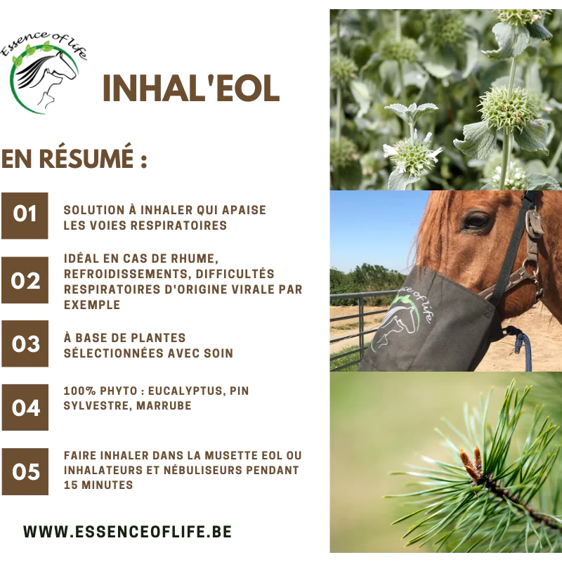 Cheval de sport au repos recevant une inhalation avec Inhal'eol dans un masque respiratoire.