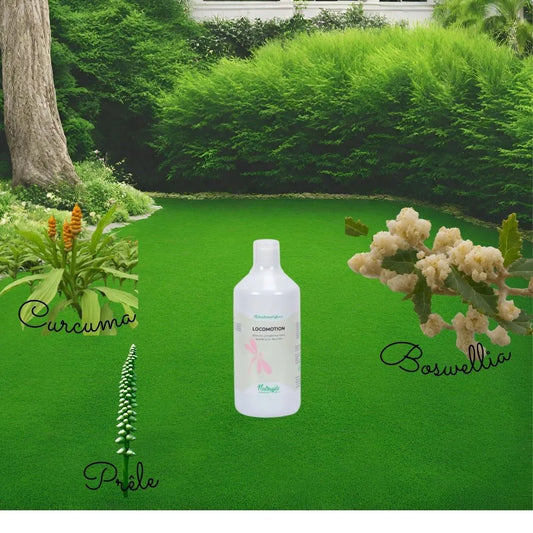 Extrait-Curcuma-anti-inflammatoire-naturel-composition-Locomotion-Nutragile