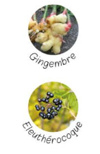 photo des plantes entrant dans la composition de l'Energy flash de nutragile. Produit pour la vitalité des chevaux. Gingembre, Eleuthérocoque