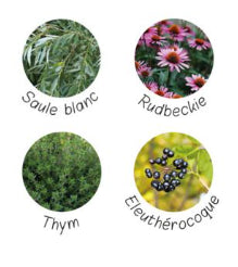 Plantes entrant dans la composition de vitalité immunité de nutragile. Saule blanc, Thym, Eleuthérocoque, Rudbeckie