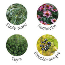 Plantes entrant dans la composition de vitalité immunité de nutragile. Saule blanc, Thym, Eleuthérocoque, Rudbeckie