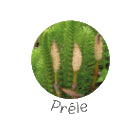 Ingrédients de la Biotine Nutragile - Biotine Zinc Prêle pour chevaux