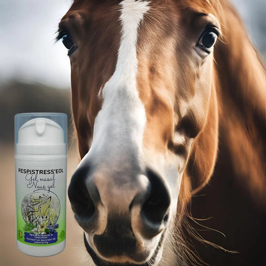 Cheval détendu après utilisation de Respistress'eol gel nasal pour le calme et la concentration