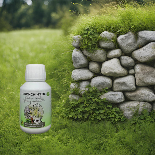 Composition Bronchin'eol : Huiles essentielles de Manuka, Tea Tree et Thym pour assainissement.