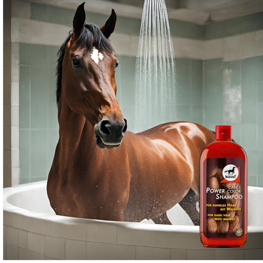Présentation amusante d'un cheval bai sous sa douche avec un flacon de shampoing au brou de noix
