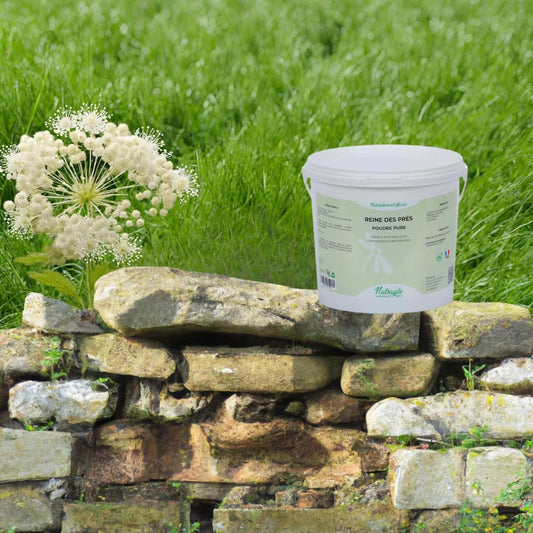 fleur-reine-des-pres-filipendula-ulmaria-plante-anti-inflammatoire