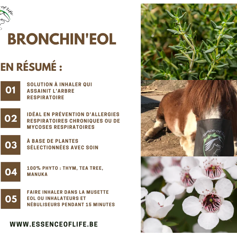 Fiche résumé des bienfaits de la solution Bronchin'eol sur les poumons et la respiration du cheval