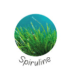 photo de la plante spiruline