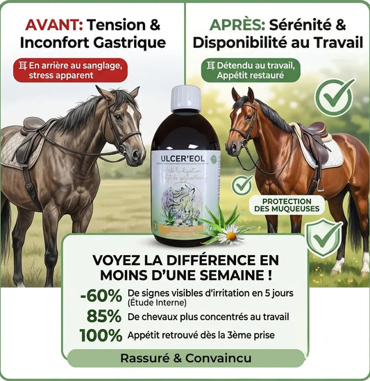 Avant apres Ulcereol cheval detendu sans stress ni acidite gastrique.