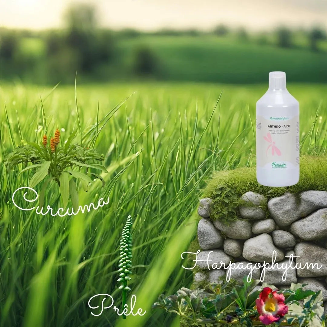 Présentation d'un flacon de arthro aide liquide de nutragile avec les images des plantes qui le compose curcuma prêle et harpagophytum