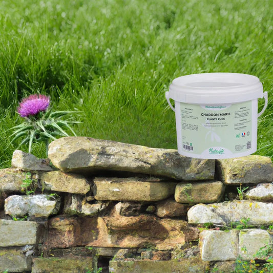 Présentation d'un seau de chardon marie en poudre nutragile avec une image de la plante sur un muret de pierre