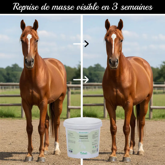 Avant-après prise de masse cheval avec Fenugrec Nutragile