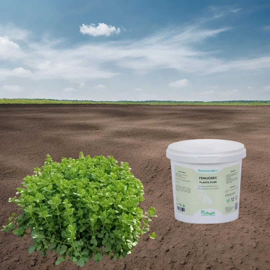 Poudre de Fénugrec pur pour cheval, stimulant l'appétit et revitalisant digestif.