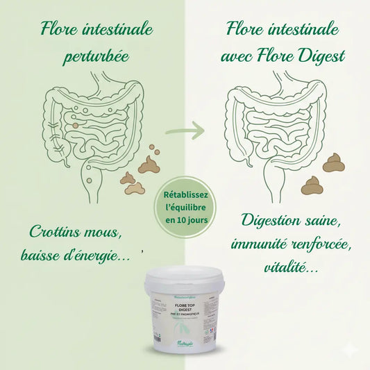 Infographie montrant l'effet du Flore Top Digest sur la flore intestinale du cheval.