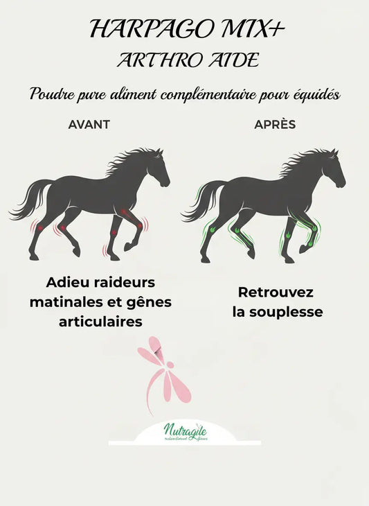 Complément articulations cheval Harpago Mix : avant/après souplesse cheval.