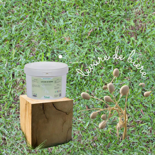 Présentation de la levure de biere nutragile et photo de la plante