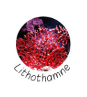 photo de l'algue Lithothamne