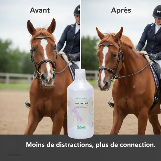 Comparaison d'un cheval stressé vs un cheval concentré grâce au Relaxant Mg.