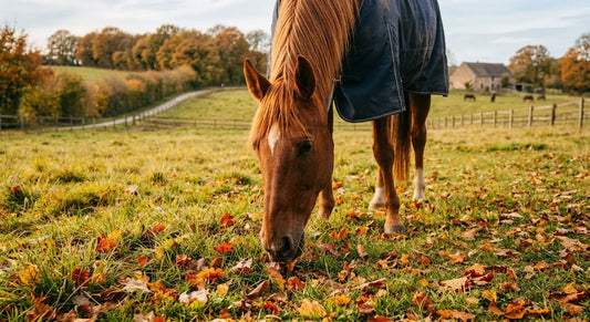 Cheval broutant paisiblement dans un près a l'automne