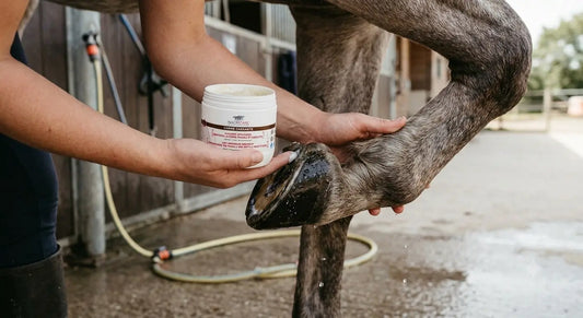 Sabots secs du cheval en été : l'erreur classique à éviter avec la graisse