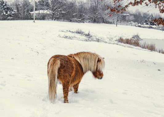 Bien préparer son cheval à l'hiver