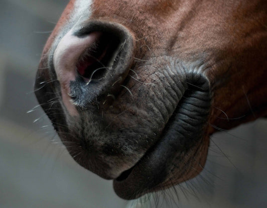 Pourquoi soigner son cheval par inhalation
