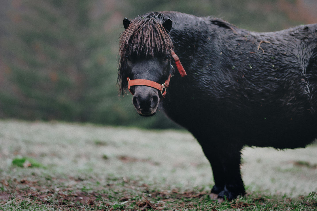 Gros poney noir qui illustre la fourbure