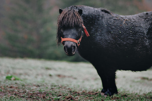 Gros poney noir qui illustre la fourbure