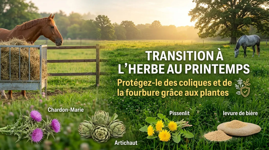 Transition à l'herbe au printemps : protéger son cheval des coliques et de la fourbure grâce aux plantes