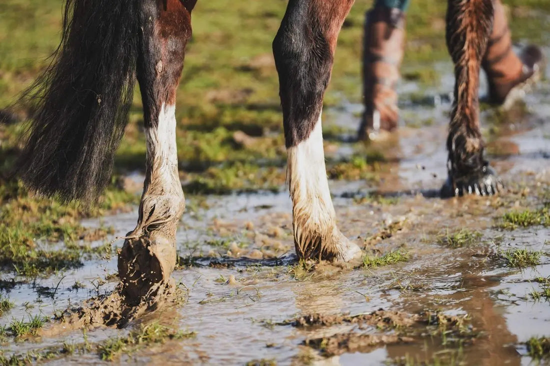 Gros plan sur les paturons et les sabots d'un cheval au pré sur un sol humide et boueux en automne.