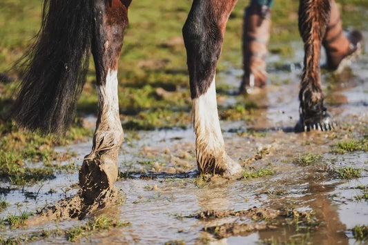 Gros plan sur les paturons et les sabots d'un cheval au pré sur un sol humide et boueux en automne.