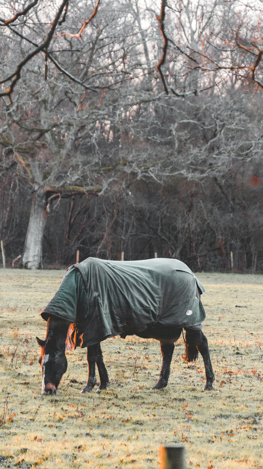 Cheval qui porte une couverture d'hiver et broute dans un près