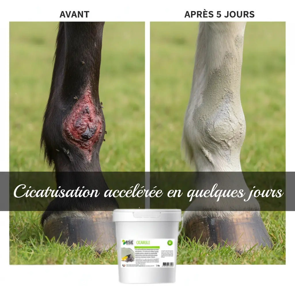 Avant-après Cicargile : cicatrisation d'une plaie de patte de cheval en 5 jours.
