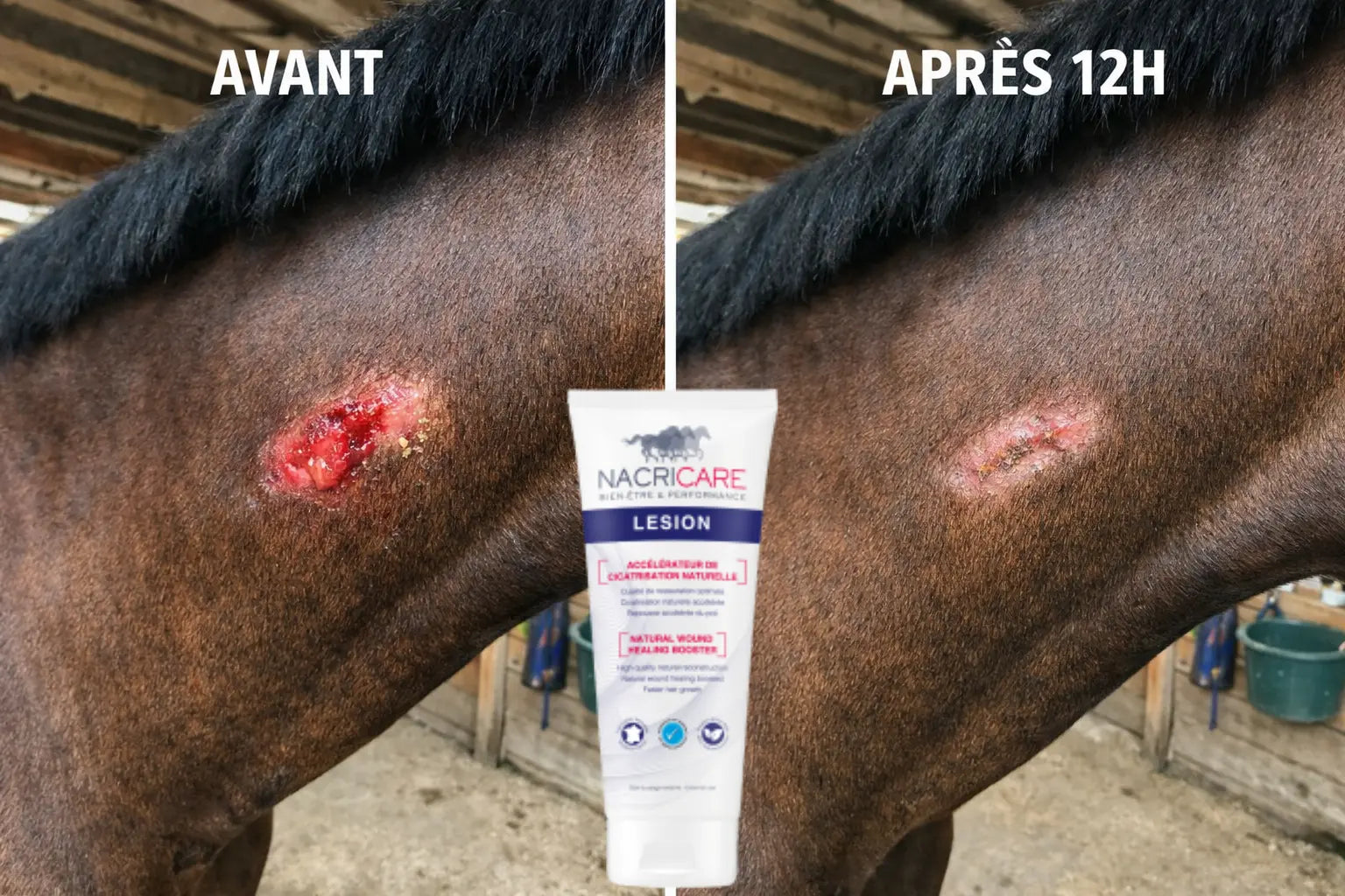 Avant-après cicatrisation plaie cheval avec crème Nacricare Lesion en 12h