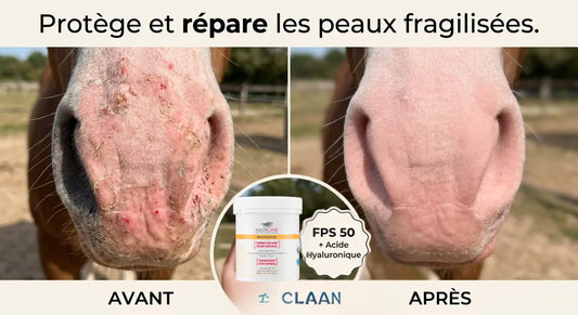 Avant après crème solaire Nacrisun pour réparer les coups de soleil du cheval.
