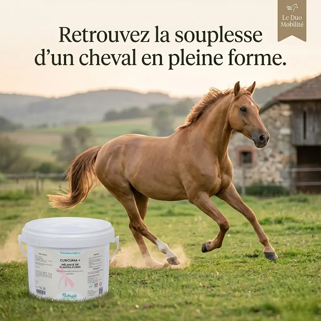 Cheval au galop dans un pré, confort articulaire grâce au curcuma.