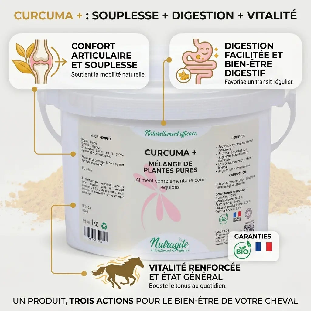 Infographie bénéfices curcuma cheval : articulations et digestion.
