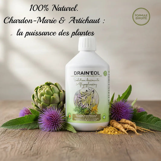 Ingrédients naturels Drain'EOL : Chardon-Marie et Artichaut cheval