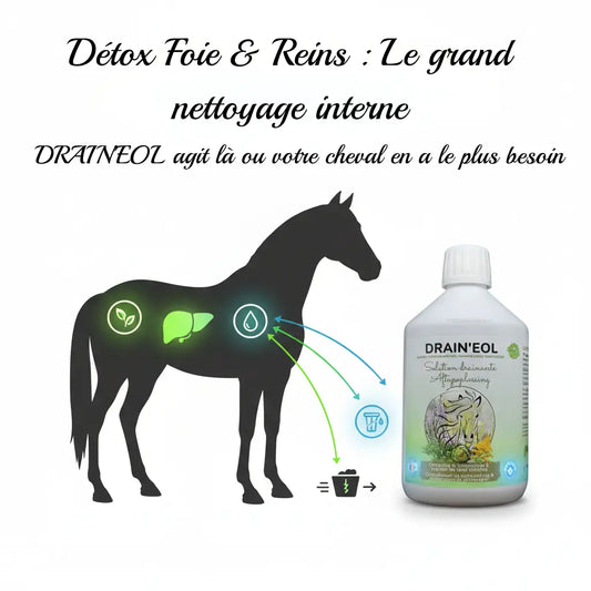 Infographie drainage foie et reins cheval Drain'EOL