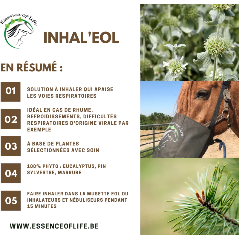 Fiche résumé d’utilisation de la solution Inhal’eol de la marque Essence Of Life qui aide à apaiser les muqueuses irritées des chevaux et poneys, sensibles à la poussière et/ou au pollen.
