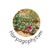 photo de la plante harpagophytum