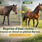 Comparaison avant après cure huile foie de morue sur la forme du cheval.