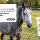 Avis client sur l'efficacité du complément Ophtalmo Mix Nutragile chevaux.