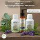 Image promotionnelle pour le Pack Synergie Respiratoire d'Eol. Le coffret comprend trois produits naturels pour le confort respiratoire : une solution à inhaler, un gel nasal et une deuxième solution à inhaler. La photo montre les flacons avec leurs ingrédients naturels principaux : eucalyptus, romarin, lavande, thym, pin et sapin.