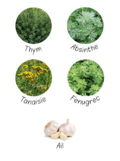photo des plantes entrant dans la composition de l'antiparasite nutragile. Thym, Absinthe, Fenugrec, Tanaisie, ail