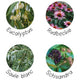 photos des plantes entrant dans la composition du gel contre les problèmes respiratoires. Eucalyptus, saule blanc, Schisandra, Rudbeckie