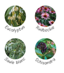 photos des plantes entrant dans la composition du gel contre les problèmes respiratoires. Eucalyptus, saule blanc, Schisandra, Rudbeckie